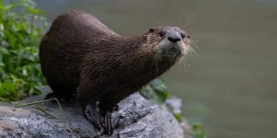 Loutre