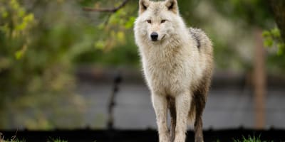 Loup