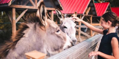 Une jeune fille flatte un âne au Zoo sauvage de Saint-Félicien