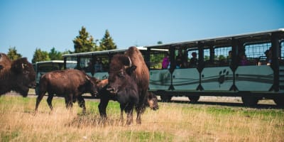 Des bisons au Zoo sauvage de Saint-Félicien
