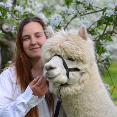 Walk With an Alpaca – Day and Evening