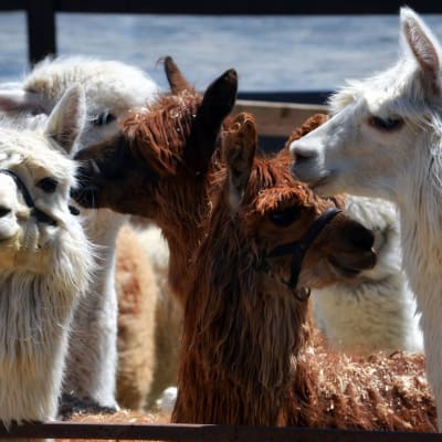 Visite guidée de la ferme