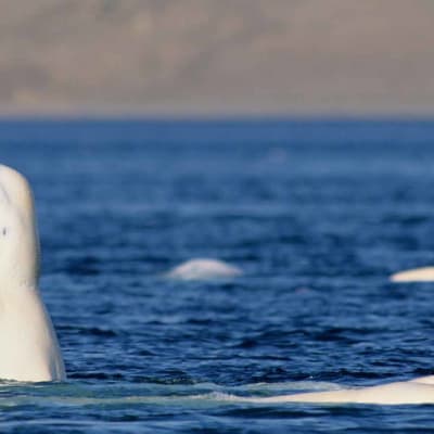 Beluga Watching from the Shore