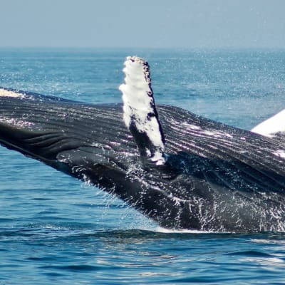 Forfait Croisières aux Baleines