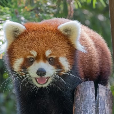 Forfait Zoo & Amazoo - 1 jour