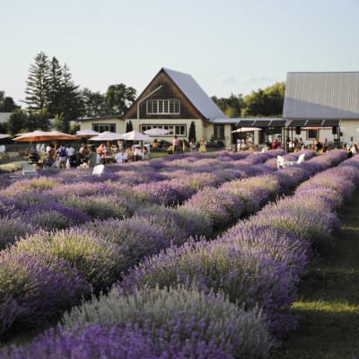 La Maison Lavande, culture et parfumerie