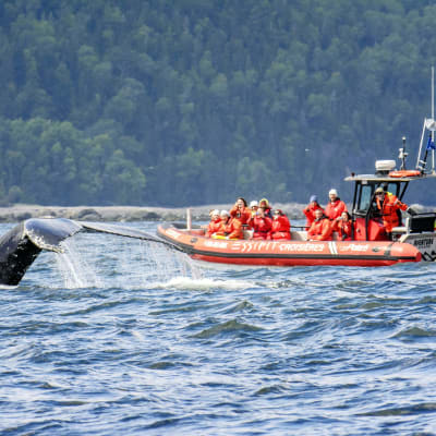 Croisière aux baleines - Pneumatique 12 passagers