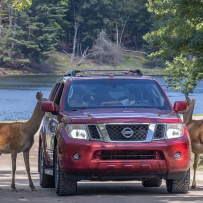A family adventure this summer