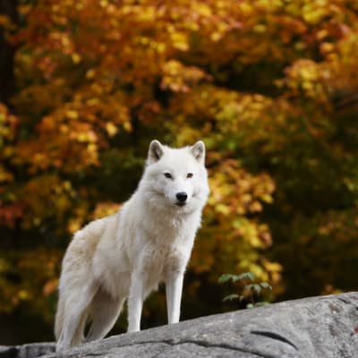 Visitez le Parc Oméga