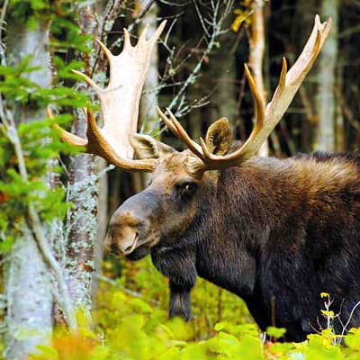 Parc national d’Aiguebelle