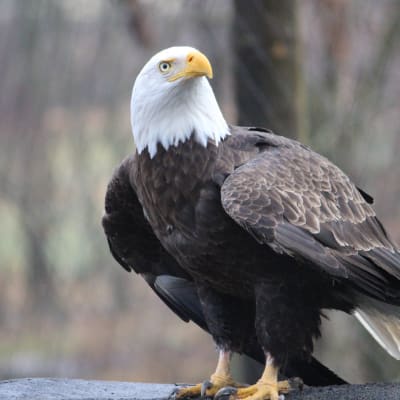 Ecomuseum Zoo