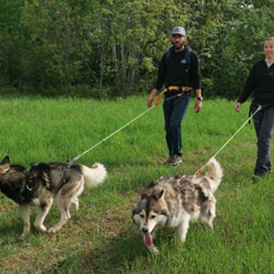 Cani-rando & Canicross with the sled dogs