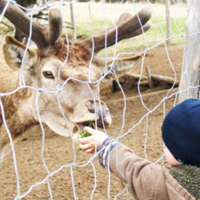Visite libre des animaux du refuge
