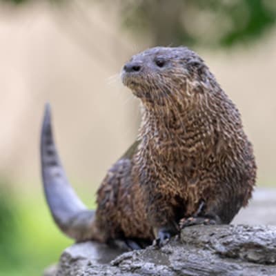 Un rabais exceptionnel au Zoo Ecomuseum!