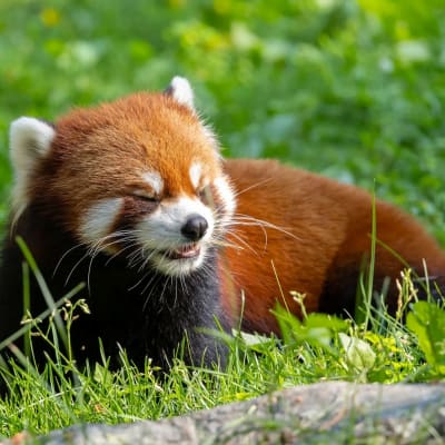 Forfait Zoo de Granby