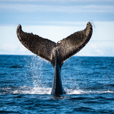 Viens voir les baleines!
