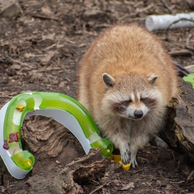 Déjeuner des ratons laveurs