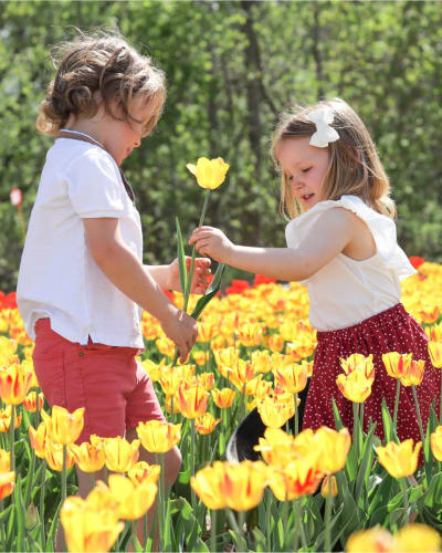 Deux enfants dans un champ de tulipes