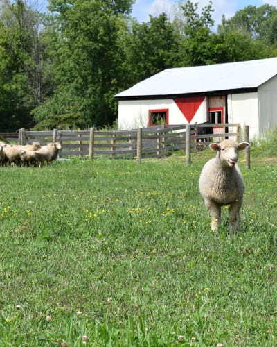 Lambs in a field.