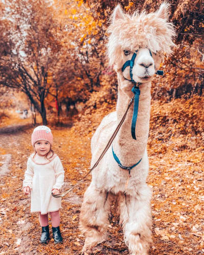 Alpagas du Domaine Poissant - Une petite fille à côté d'un alpaga, en automne