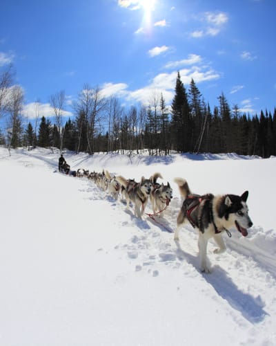 Traîneau à chiens en forêt.