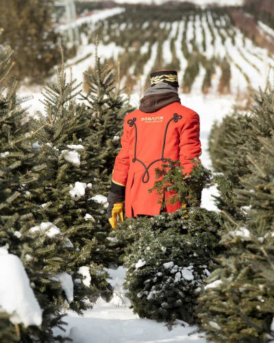 Homme dans une allée de sapins.