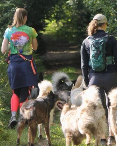 Randonnée avec des huskies.