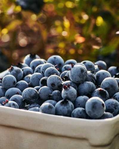 Délices du Lac-Saint-Jean - Blueberries