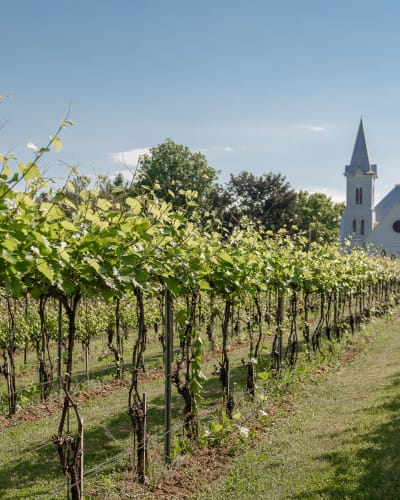 Domaine Amalgames - Une rangée de vignes s’étend vers une église blanche