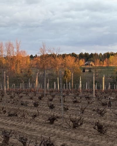 Coucher de soleil sur une vigne du Domaine des Salamandres en Montérégie.