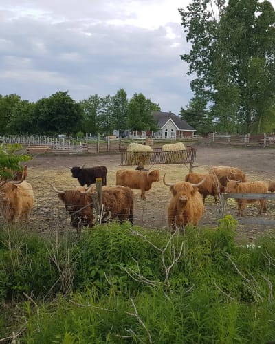 Boeufs Highland dans un champ en liberté.