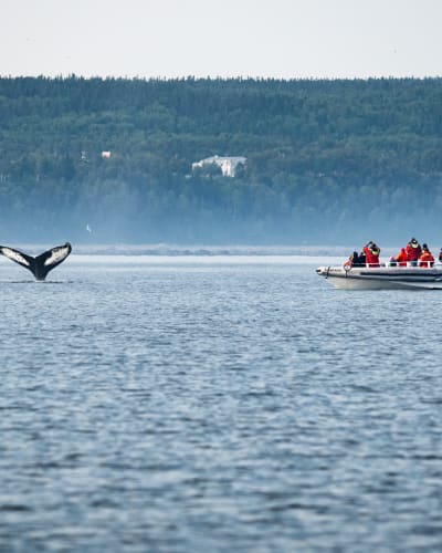 Du Fleuve - Whale watching cruise