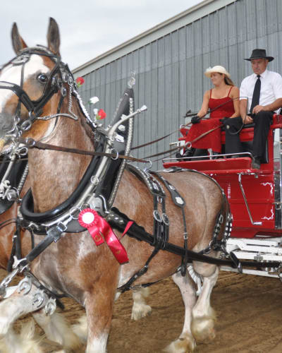 Chevals - Exposition agricole de Shawville.