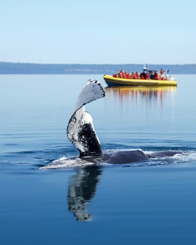 Whale Watching Package