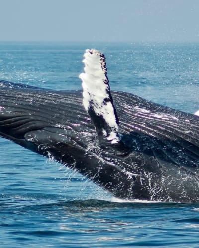 Forfait Croisières aux Baleines.