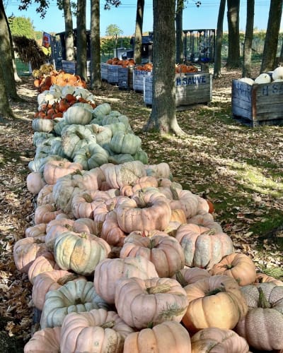 Citrouilles à la Ferme Hubert Sauvé.