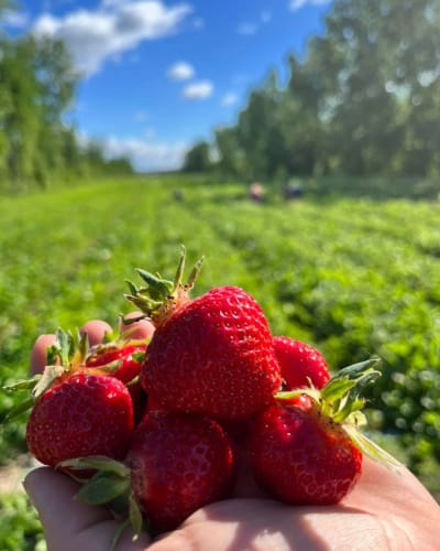 Main tenant des fraises dans un champs.