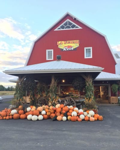 Citrouilles à la Ferme Reid.