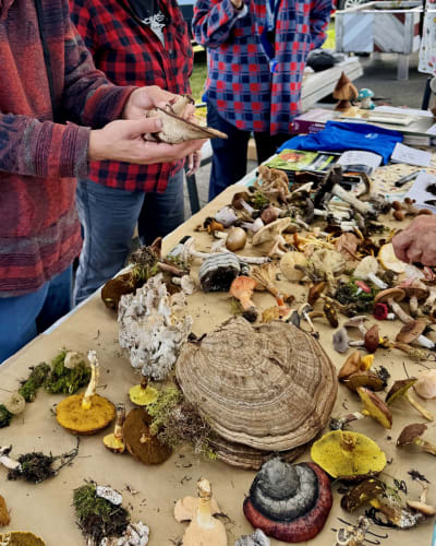 Festival des champignons forestiers du Kamouraska