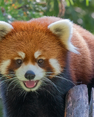 Zoo & Amazoo Package - 1 day