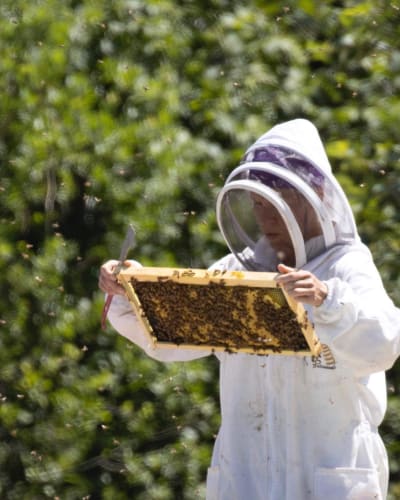 Femme faisant de l'apiculture.