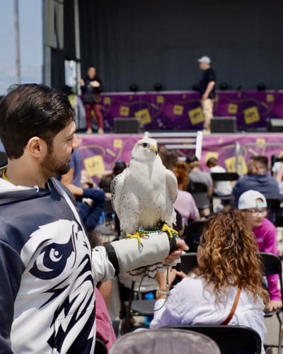 Un homme avec un rapace sur le bras au Festival de Sciences Lévisium 2026 à Québec