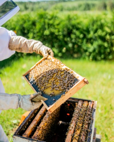 Miel Pur Délice - A beekeeper and a hive of bees
