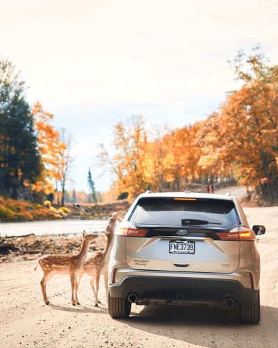 Cerfs au Parc Oméga.