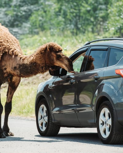 Parc Safari