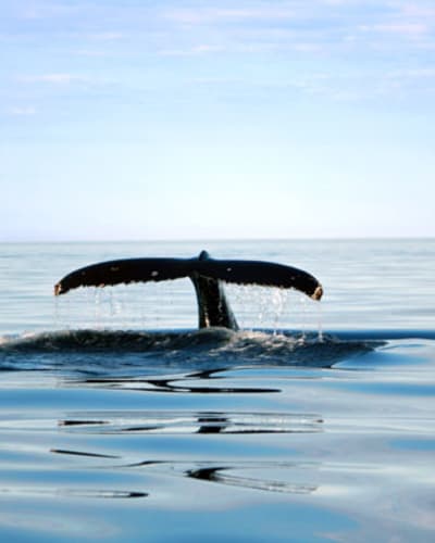 alliance_eco_baleine_1