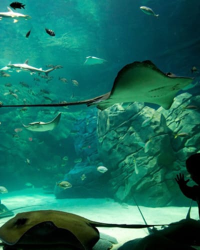 aquarium_de_montreal_1
