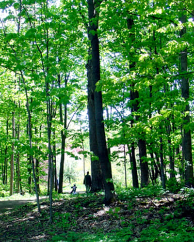 arboretum_morgan_1