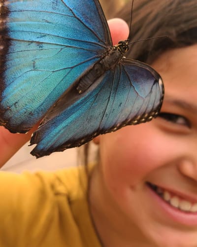 attraction_bfly_quebec_1