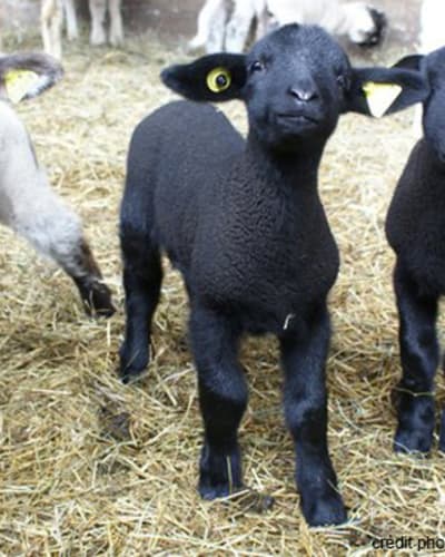 bergerie_des_neiges___ferme_1